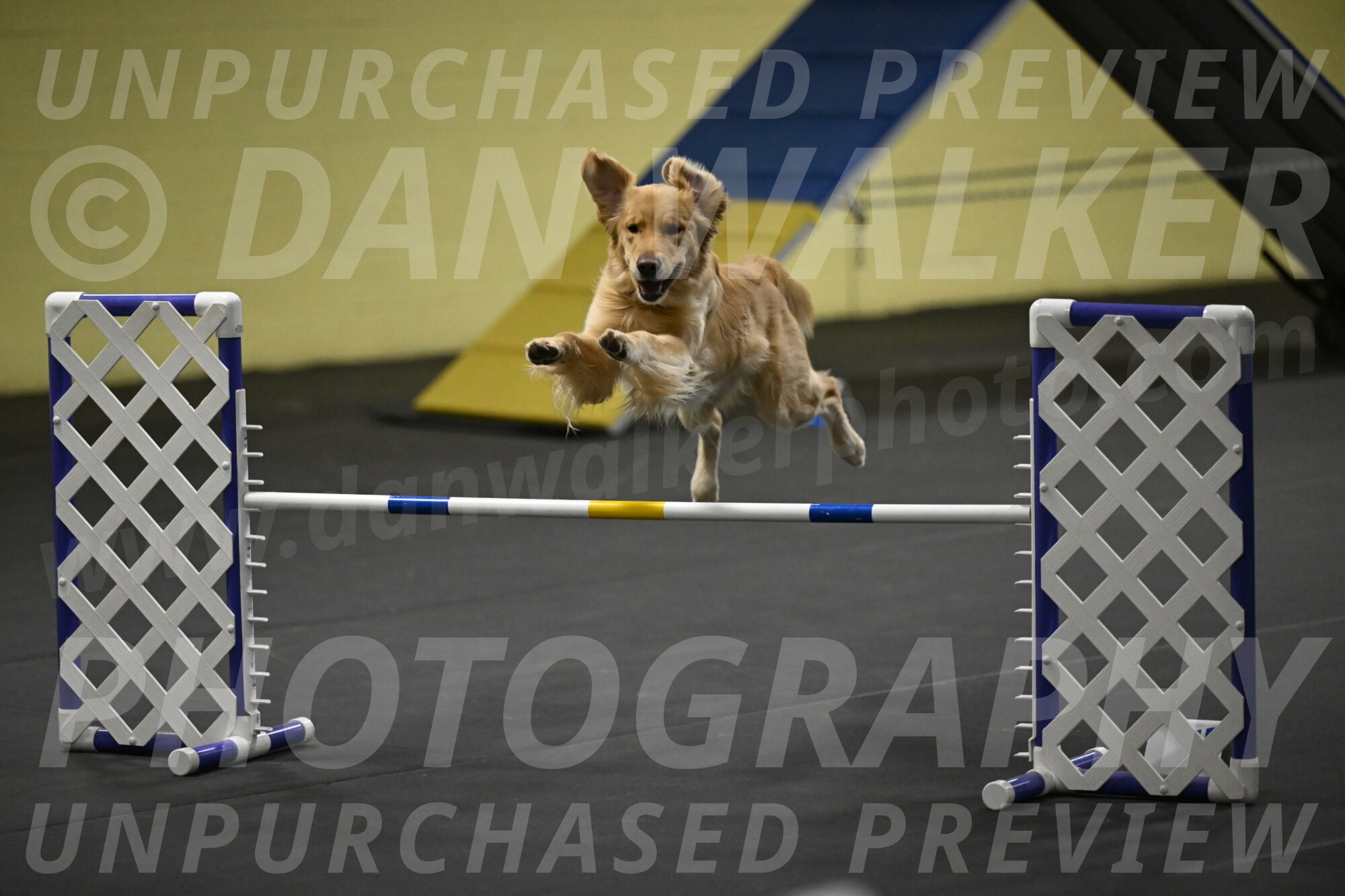 Holli-Likevich-03448