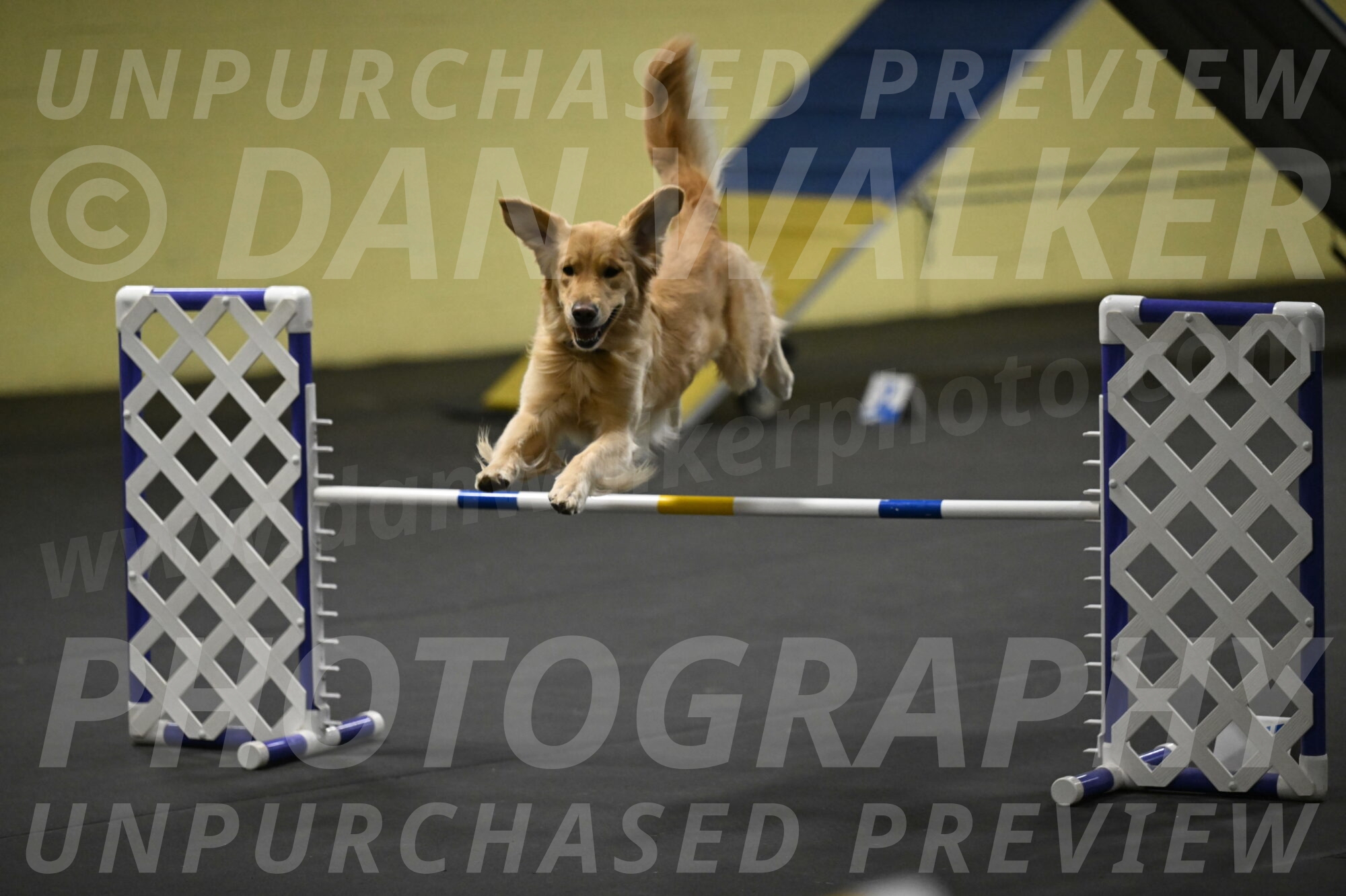 Holli-Likevich-03450