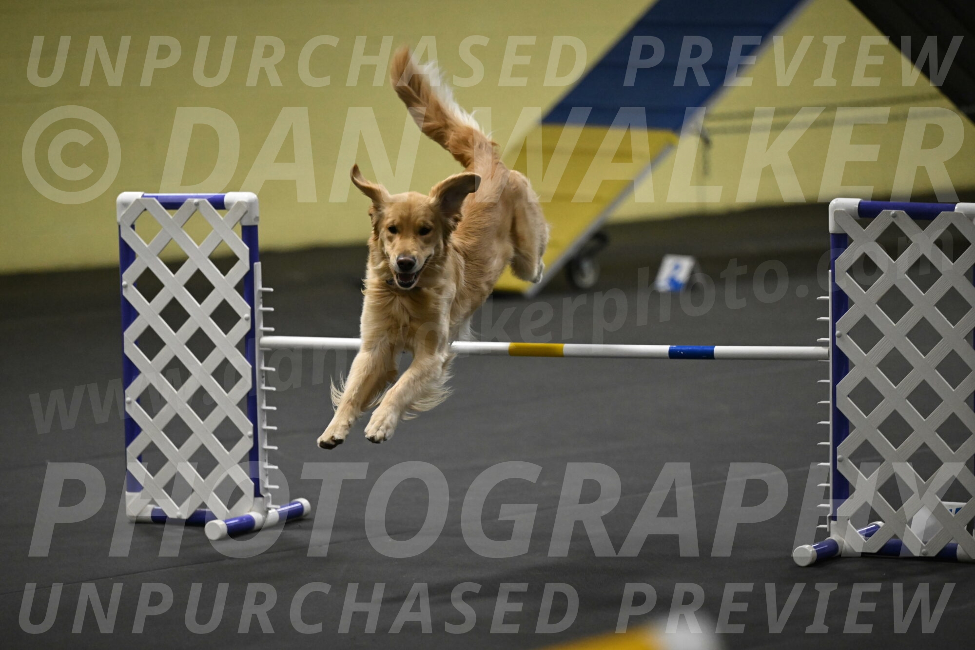 Holli-Likevich-03451