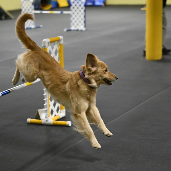 Holli-Likevich-03456