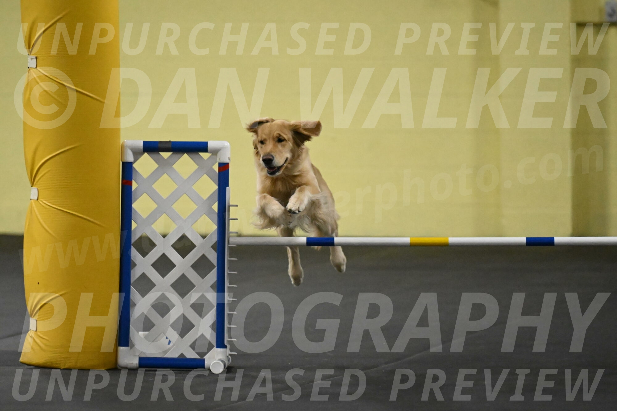 Holli-Likevich-03460