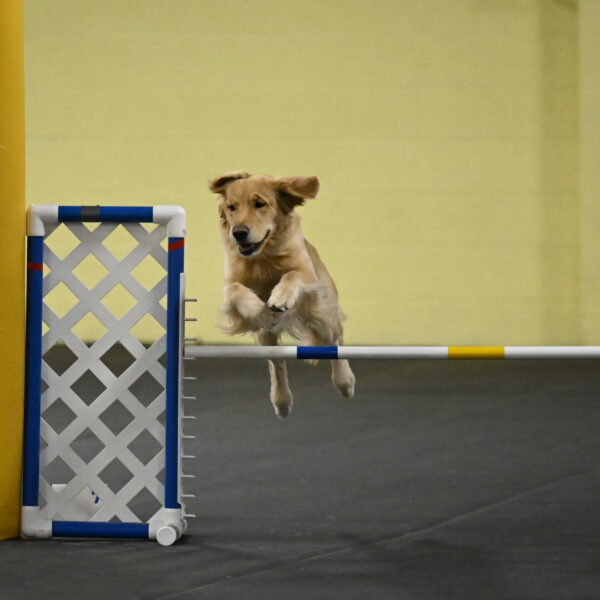 Holli-Likevich-03460