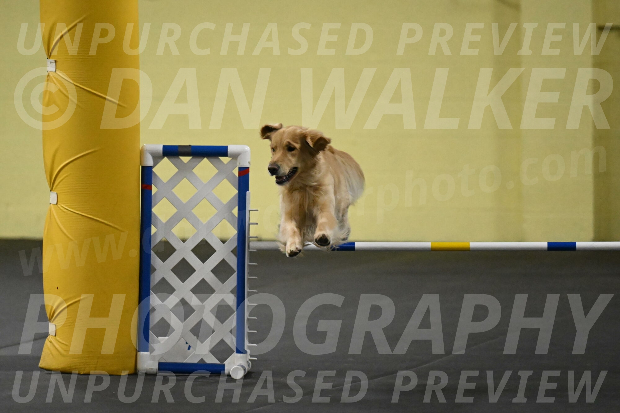 Holli-Likevich-03461