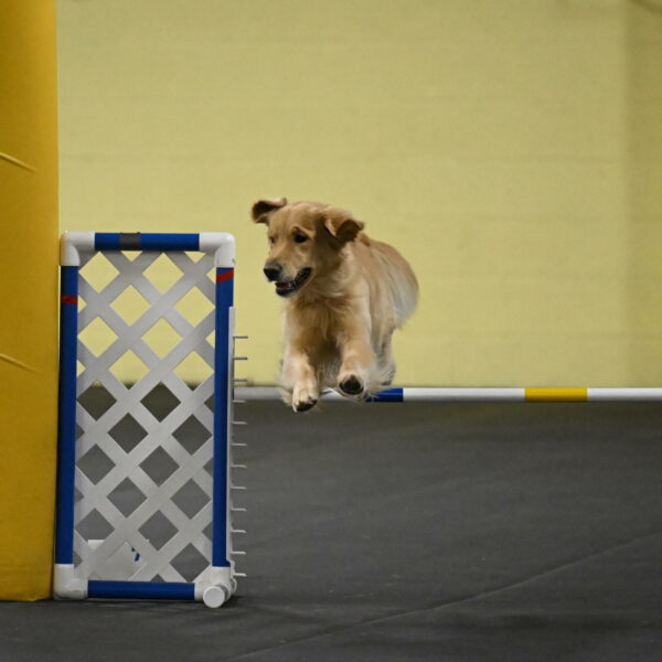 Holli-Likevich-03461