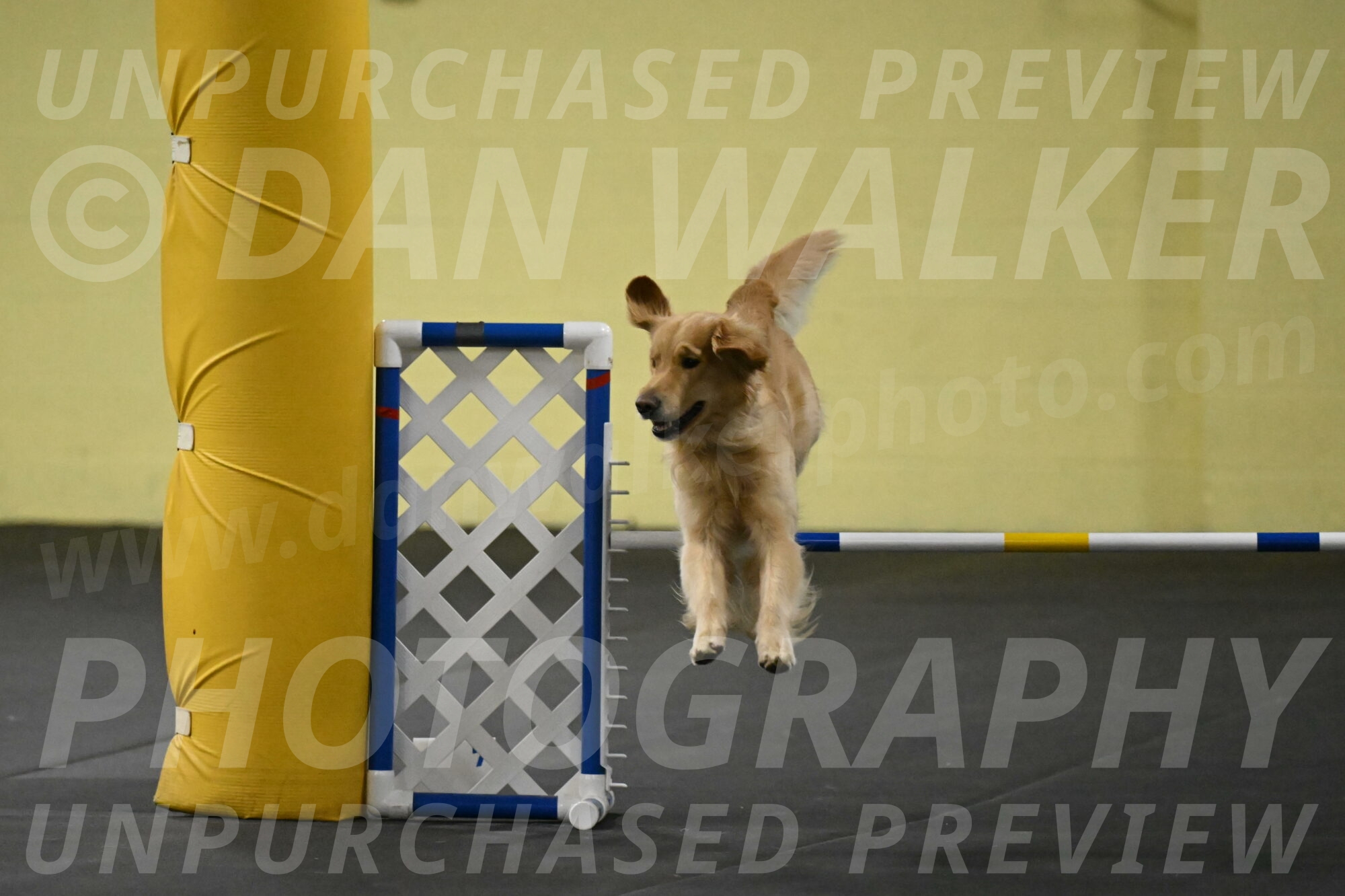 Holli-Likevich-03462