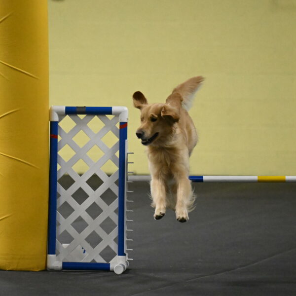 Holli-Likevich-03462