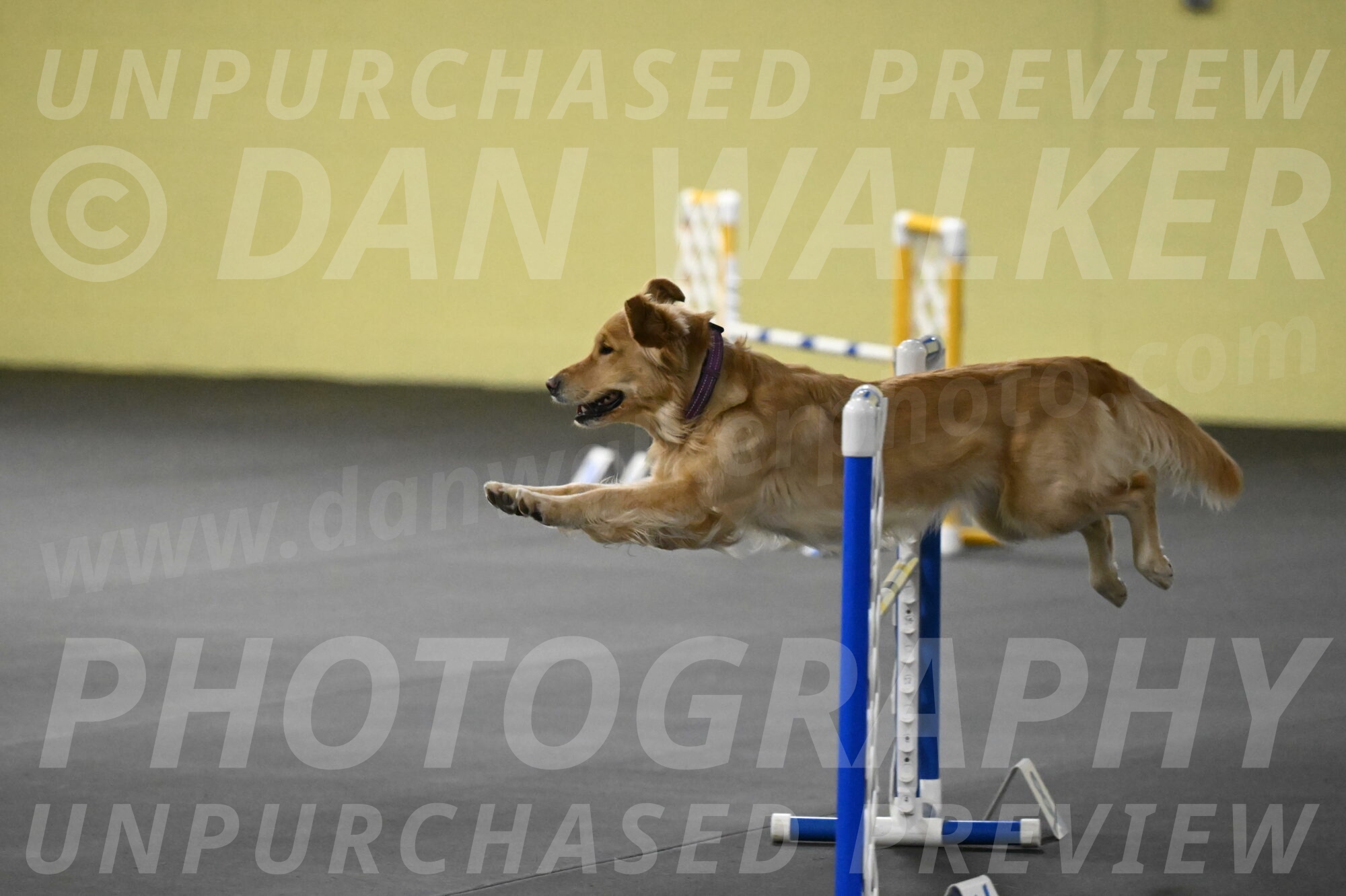 Holli-Likevich-03463