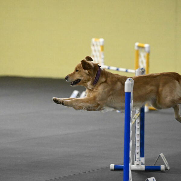 Holli-Likevich-03463