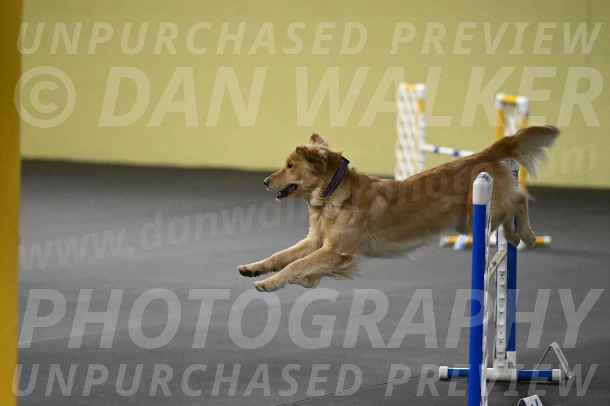 Holli-Likevich-03464