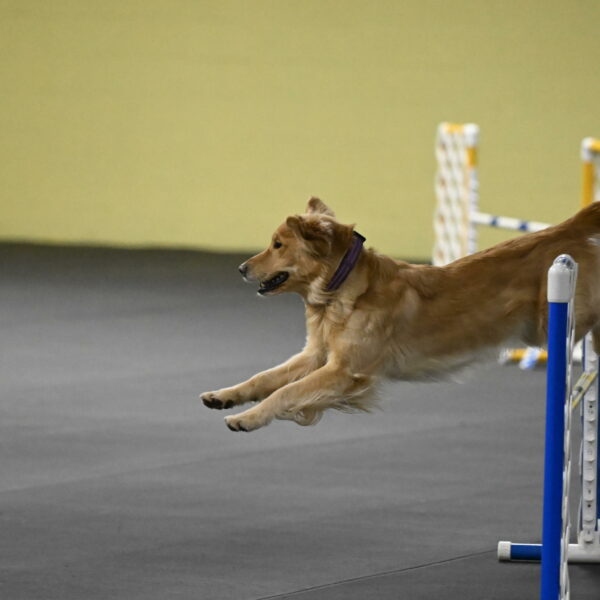 Holli-Likevich-03464