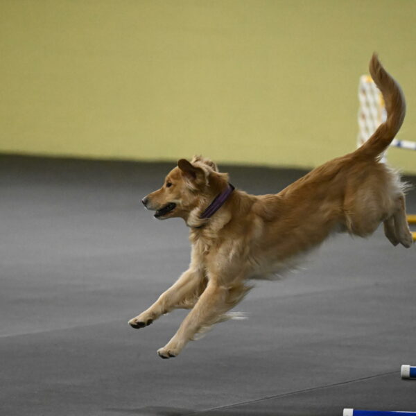 Holli-Likevich-03465