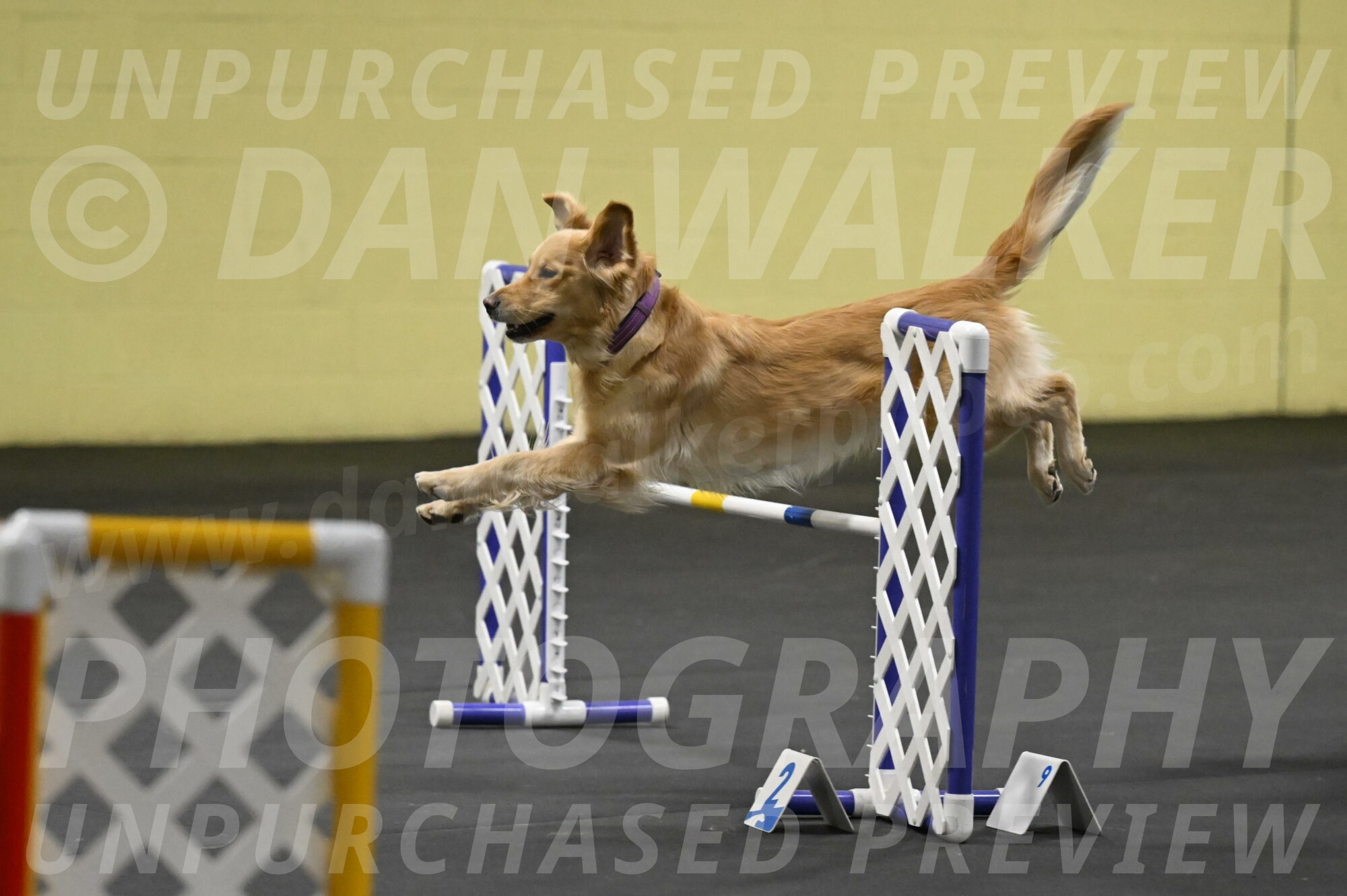 Holli-Likevich-03466