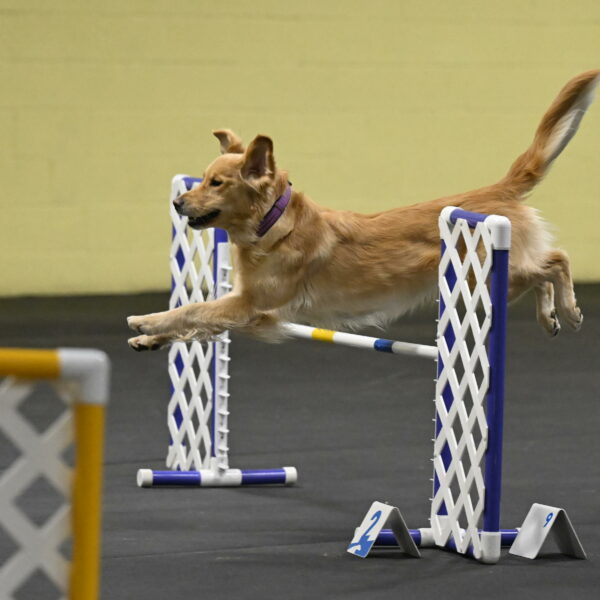 Holli-Likevich-03466