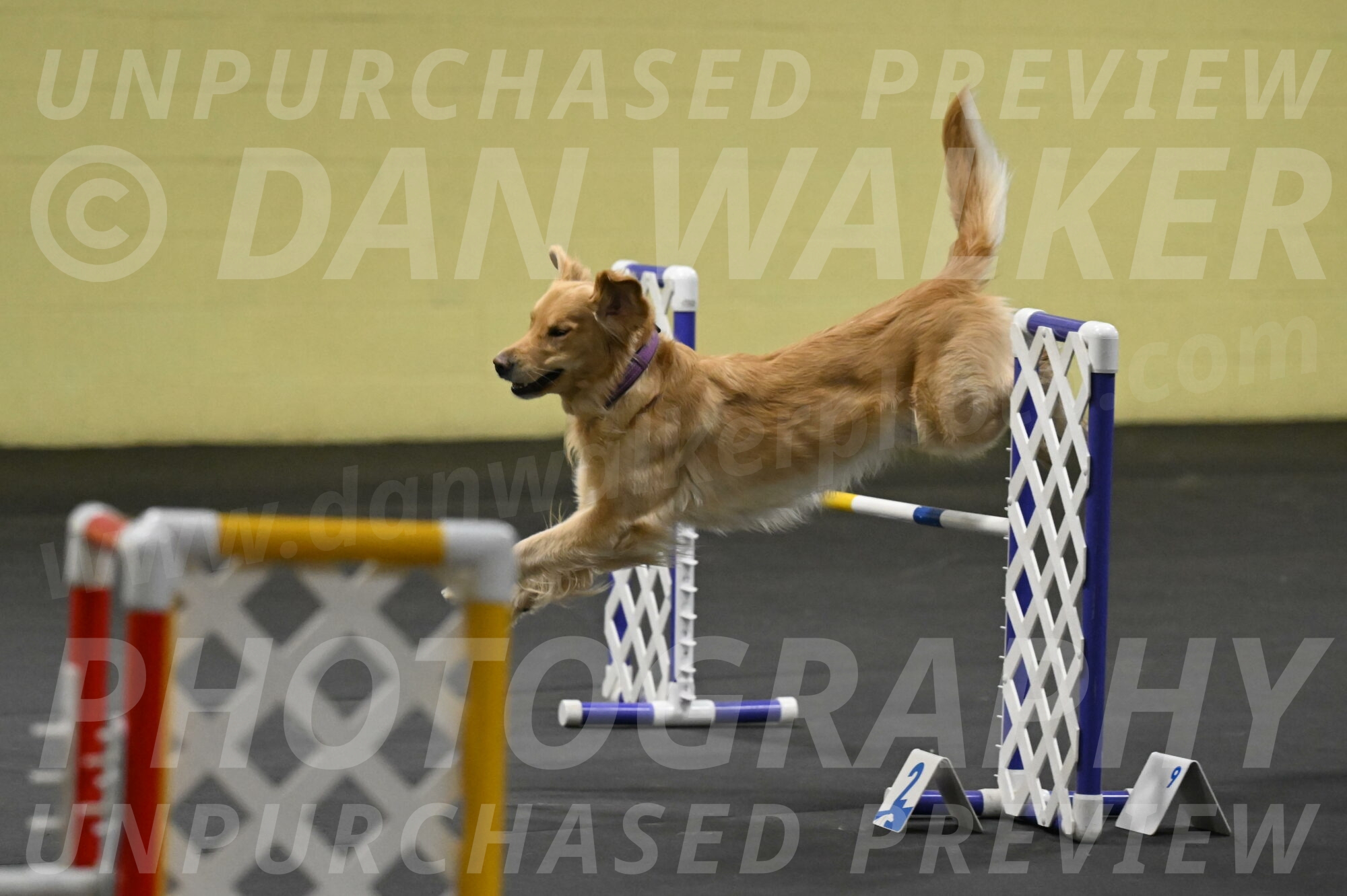 Holli-Likevich-03467