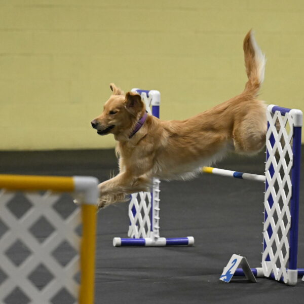 Holli-Likevich-03467