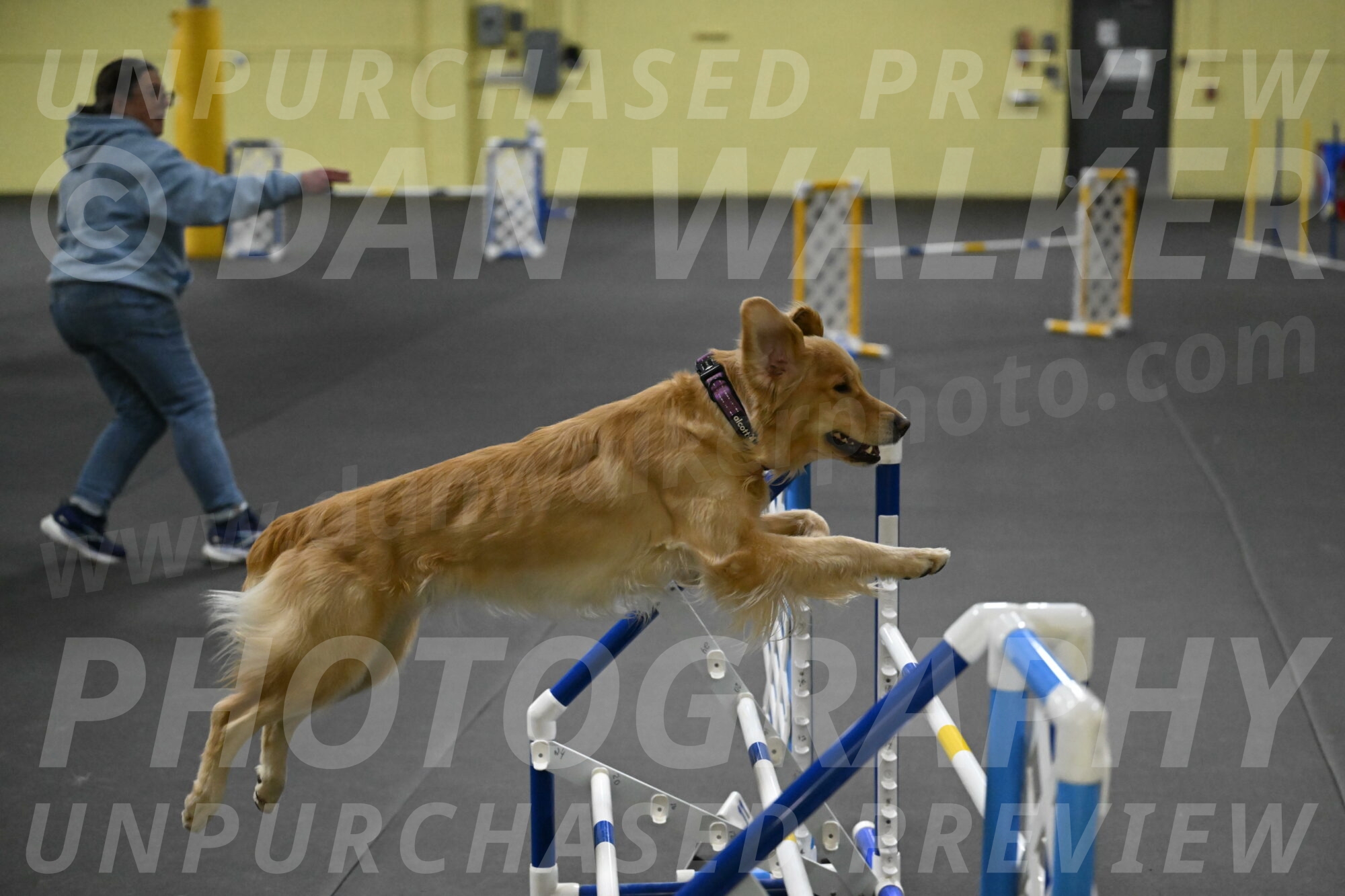 Holli-Likevich-03485