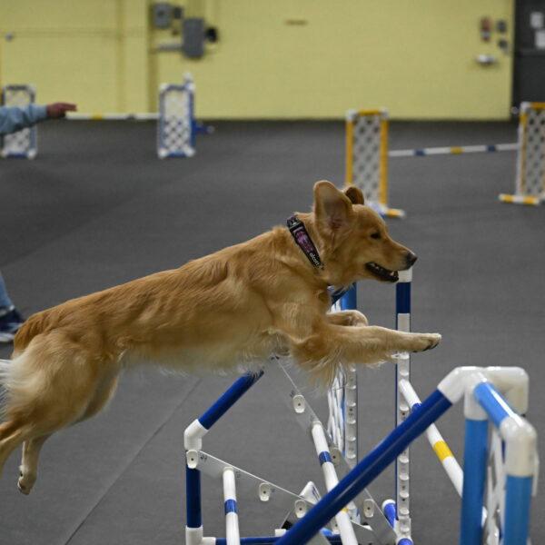 Holli-Likevich-03485