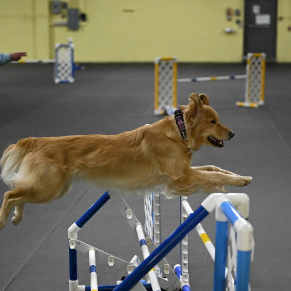 Holli-Likevich-03486