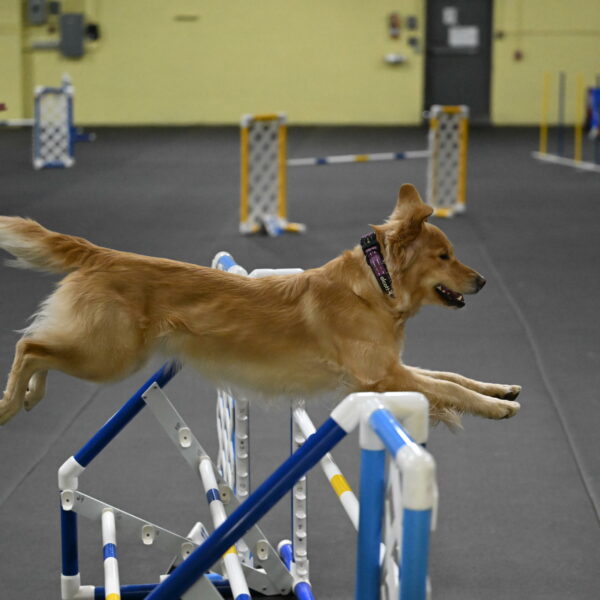 Holli-Likevich-03487