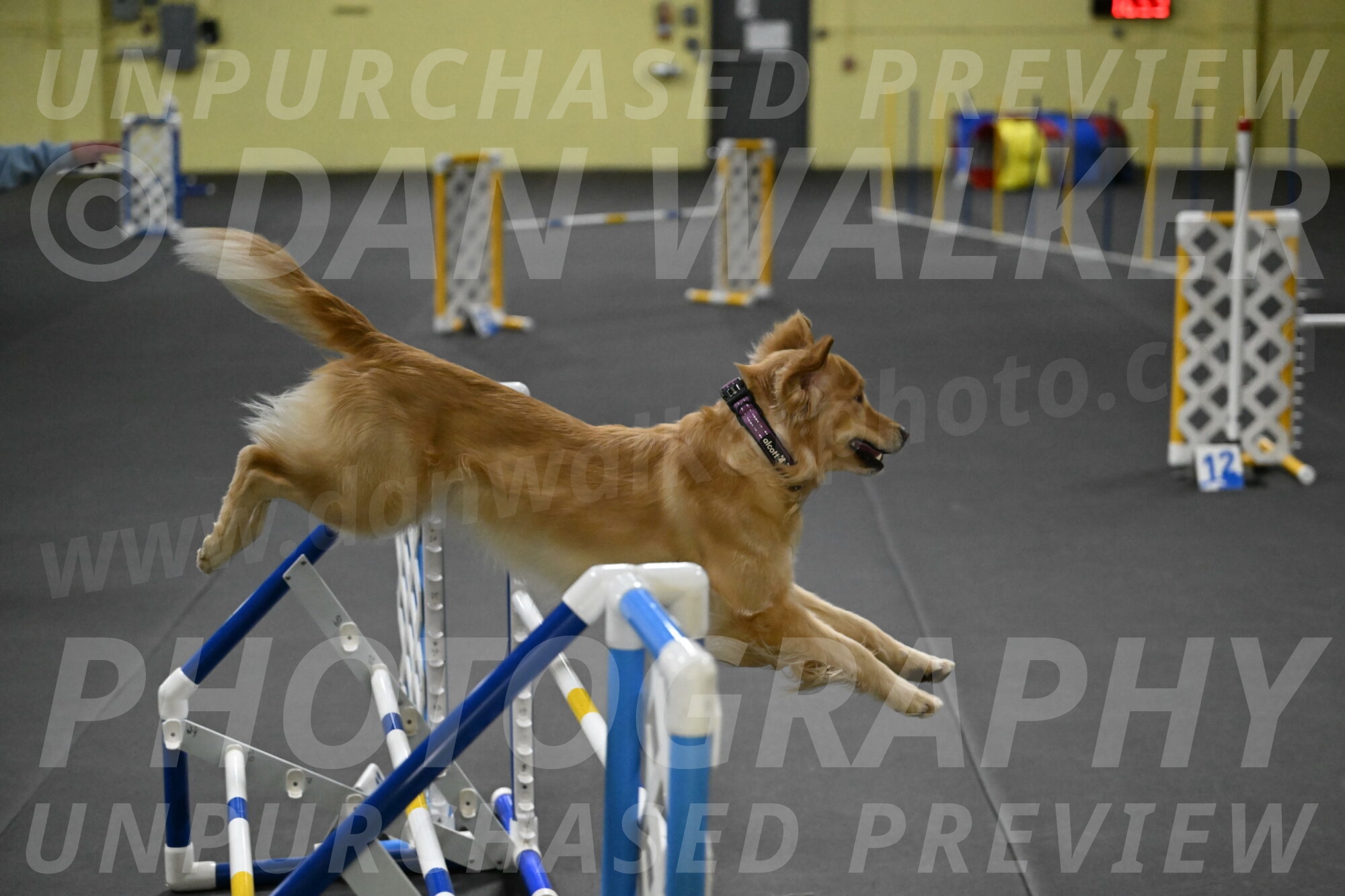 Holli-Likevich-03488