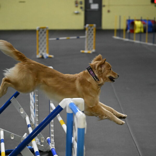 Holli-Likevich-03488