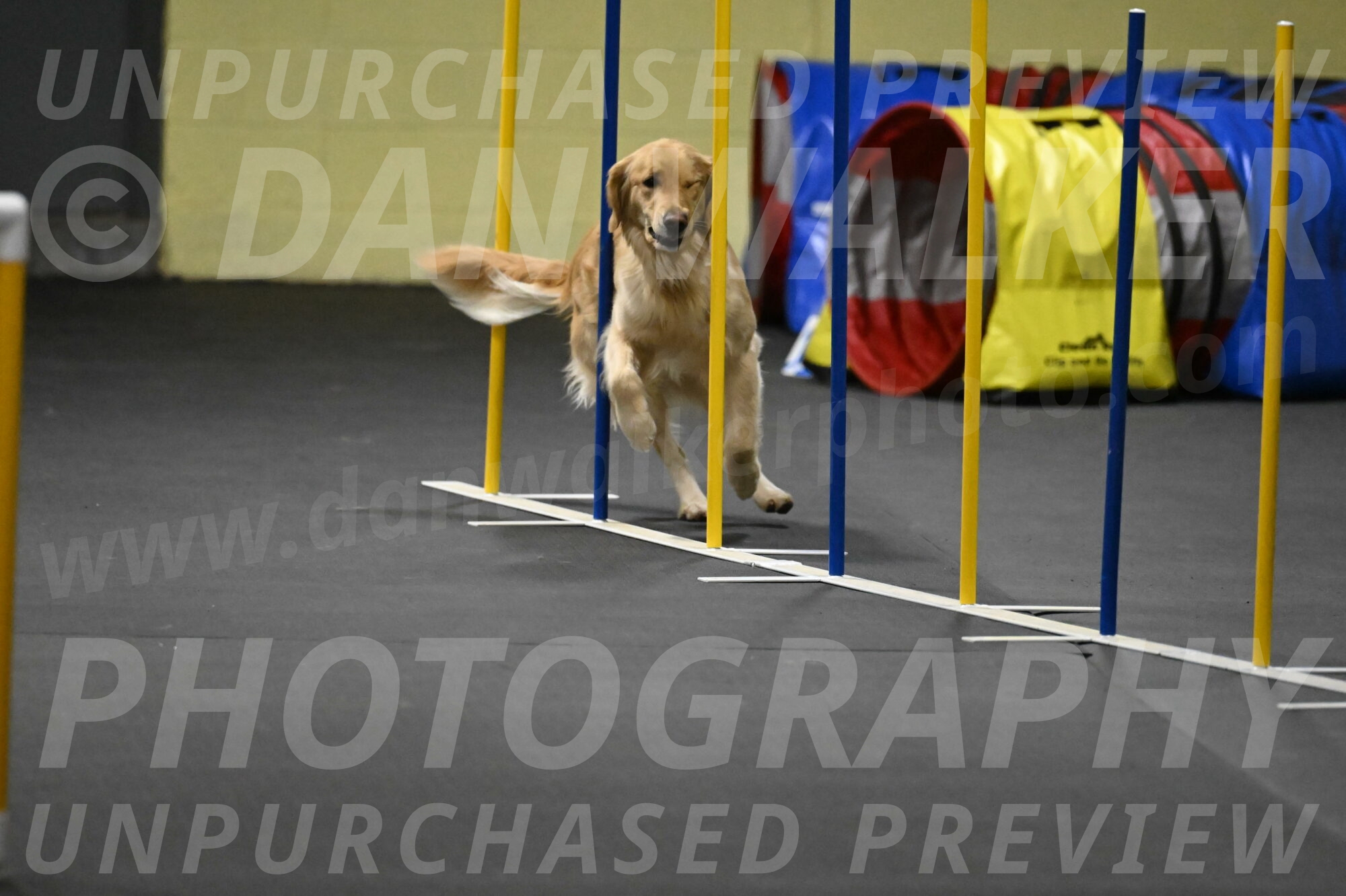 Holli-Likevich-03489