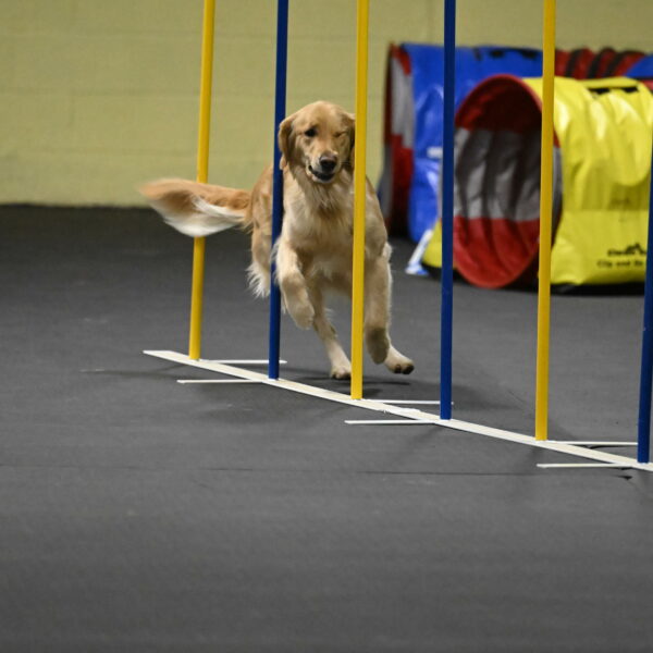 Holli-Likevich-03489