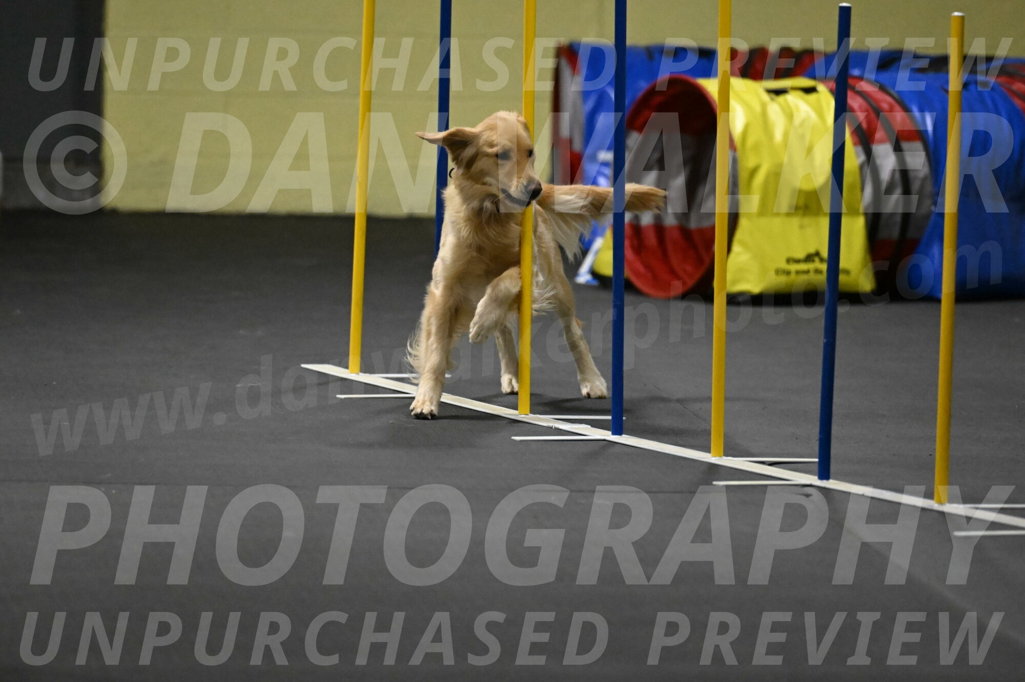 Holli-Likevich-03491