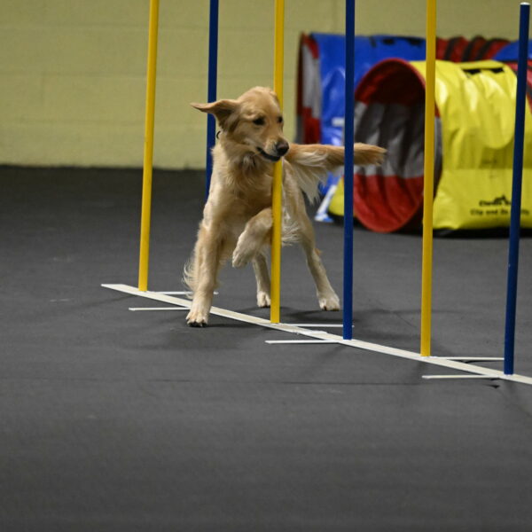 Holli-Likevich-03491