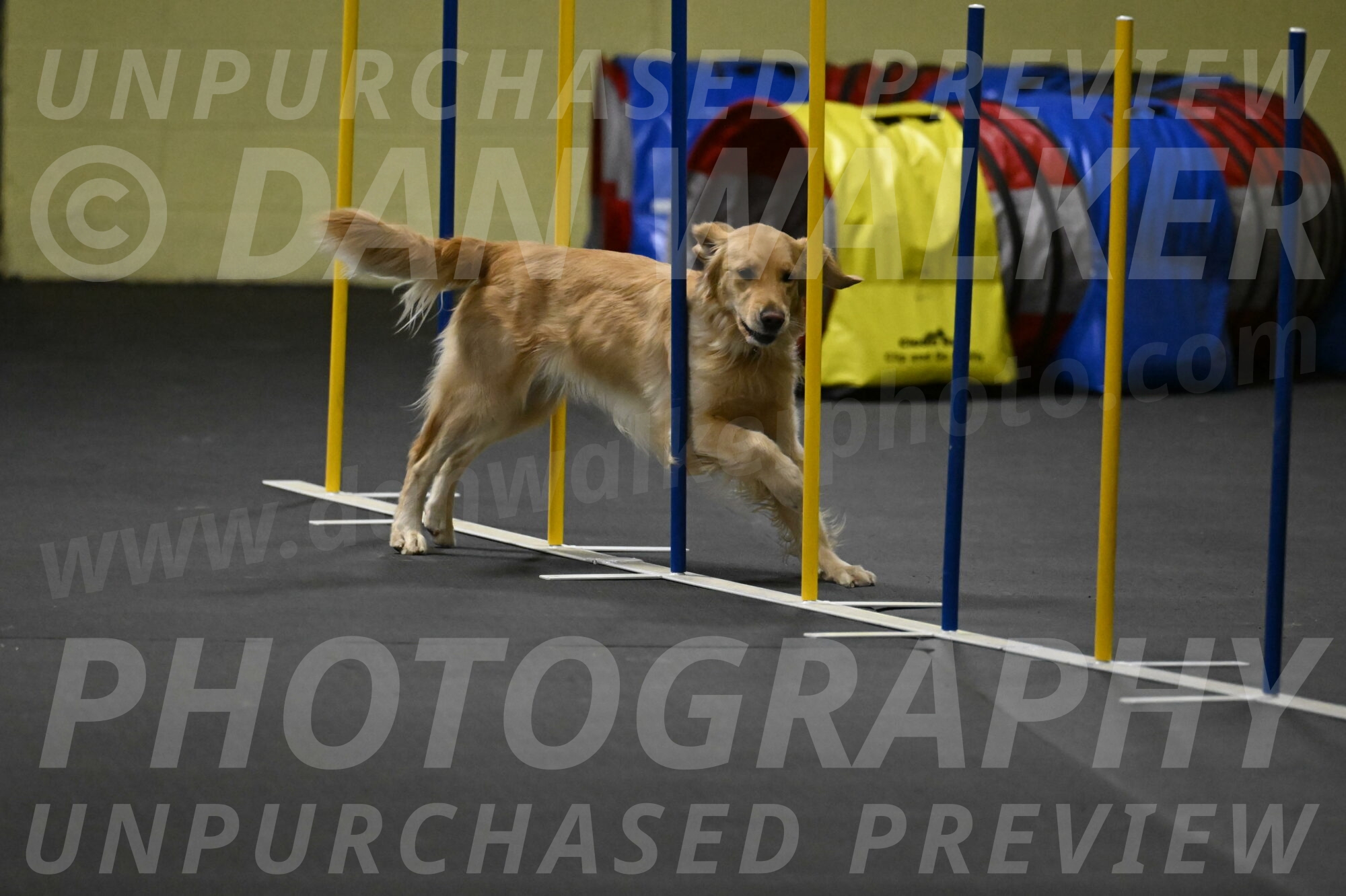 Holli-Likevich-03496