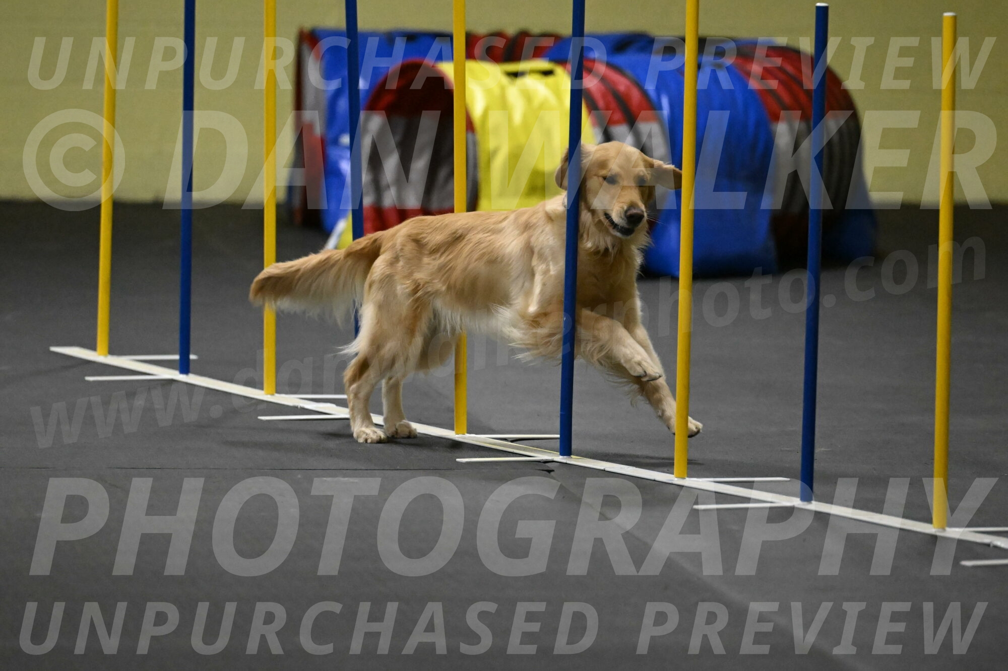 Holli-Likevich-03505