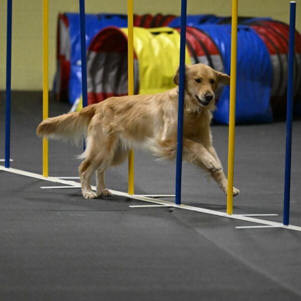 Holli-Likevich-03505