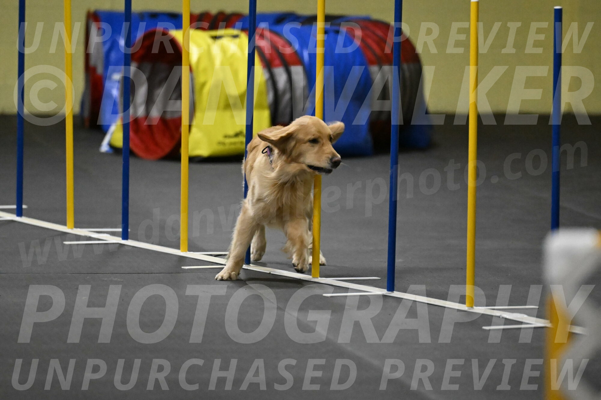 Holli-Likevich-03510