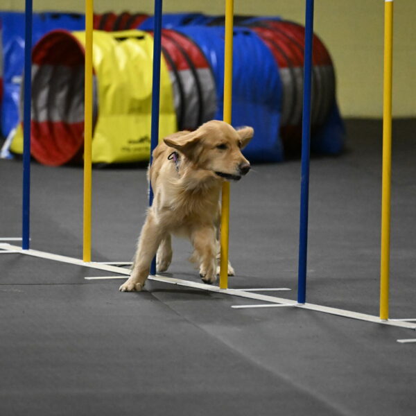 Holli-Likevich-03510