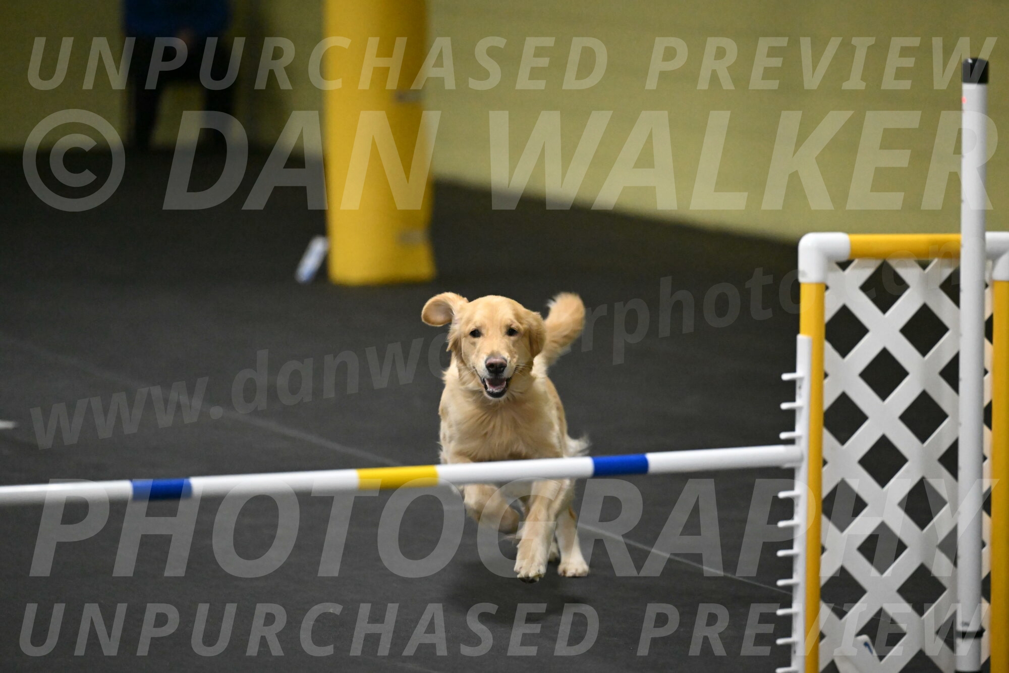 Holli-Likevich-03520