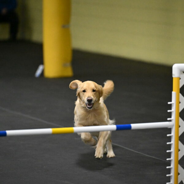 Holli-Likevich-03520