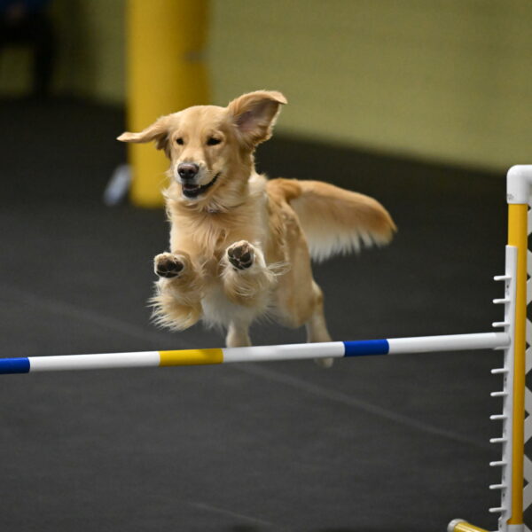 Holli-Likevich-03526