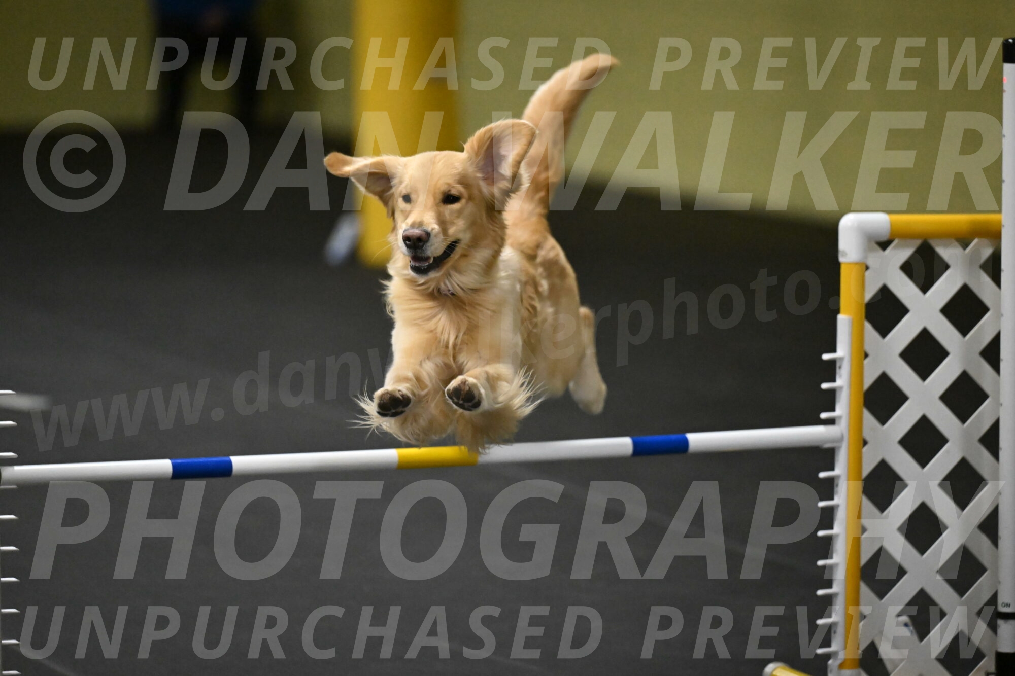 Holli-Likevich-03527