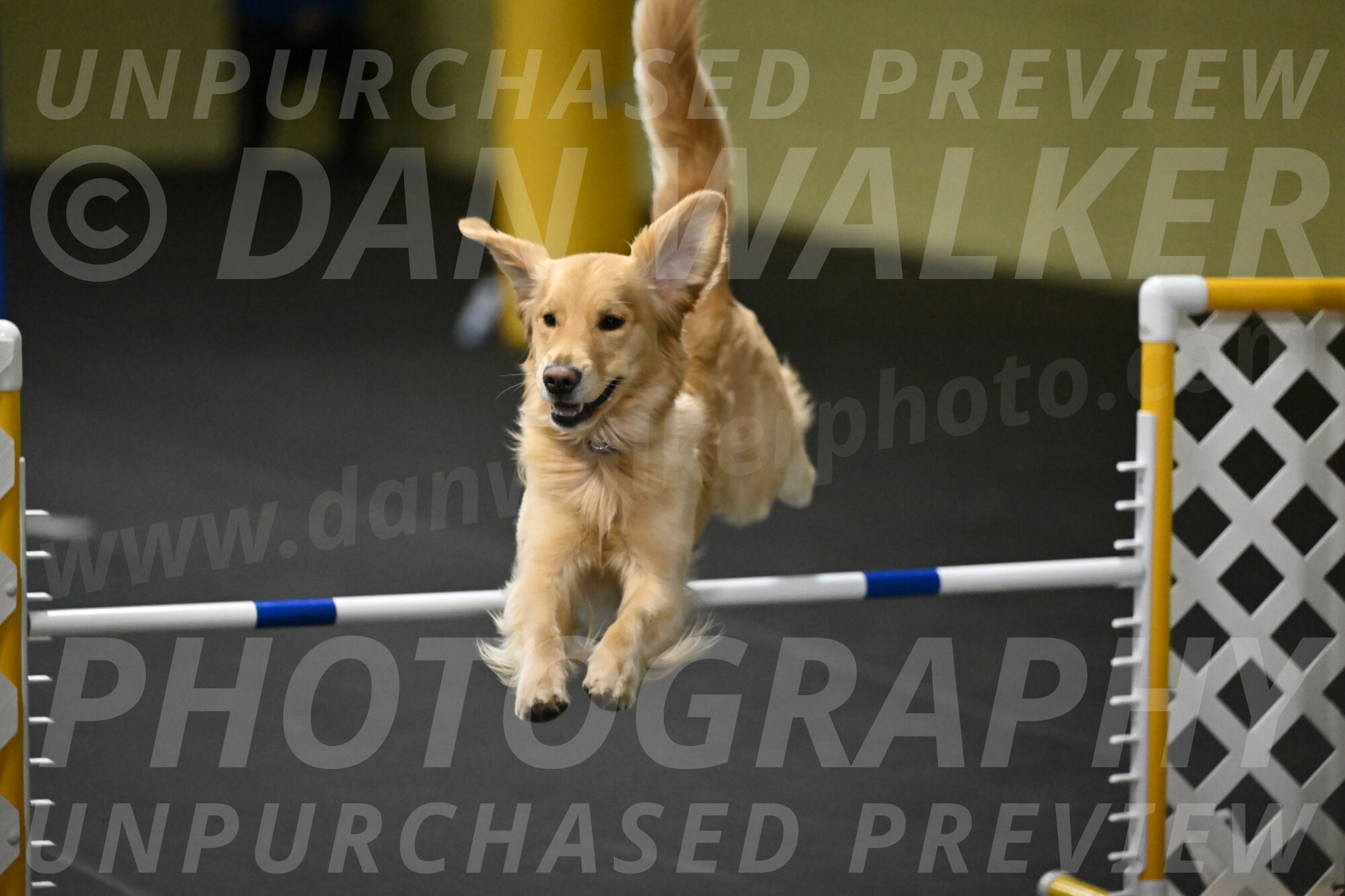 Holli-Likevich-03528