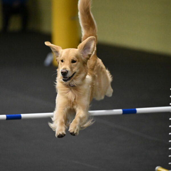 Holli-Likevich-03528