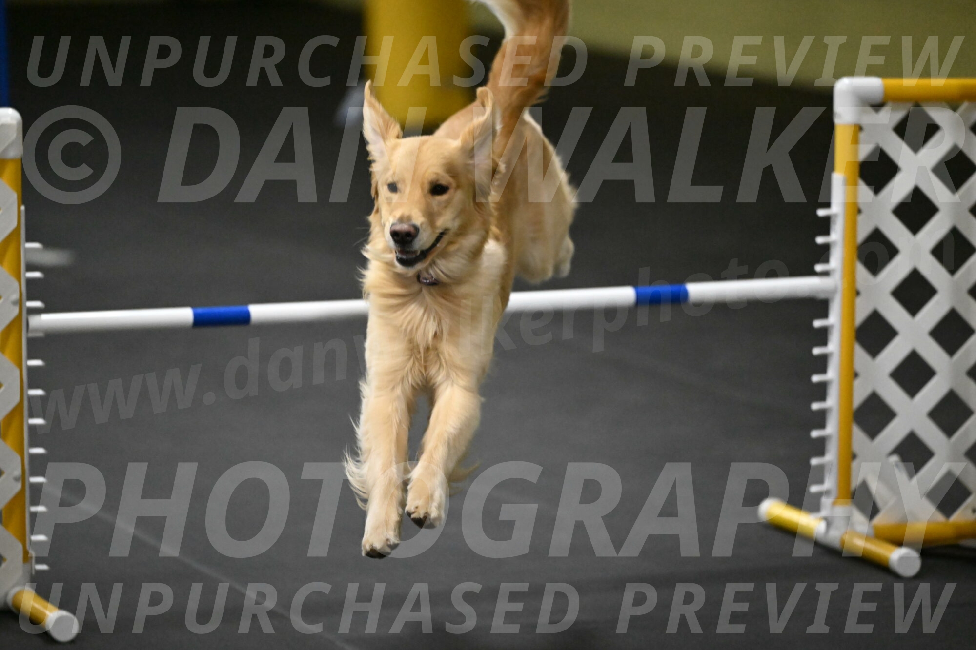 Holli-Likevich-03529