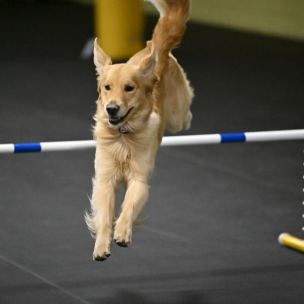 Holli-Likevich-03529