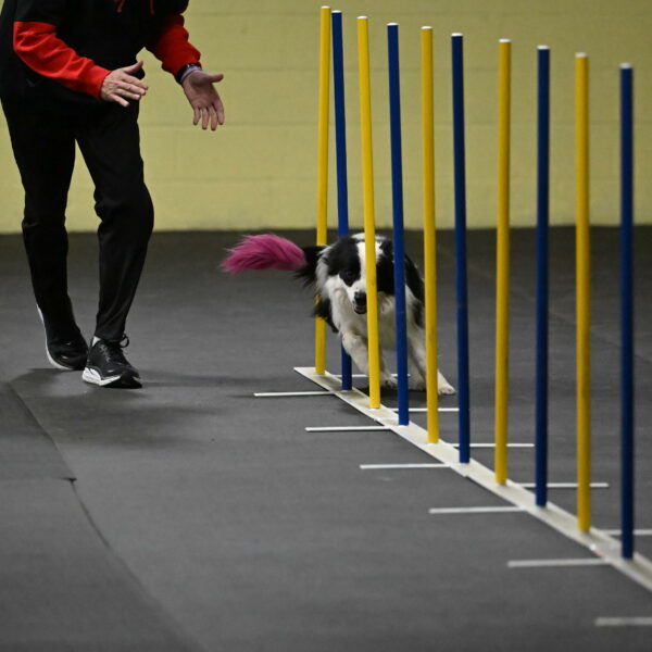 Hoopla-Solinger-02100