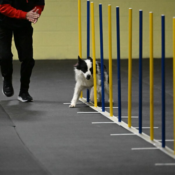 Hoopla-Solinger-02101