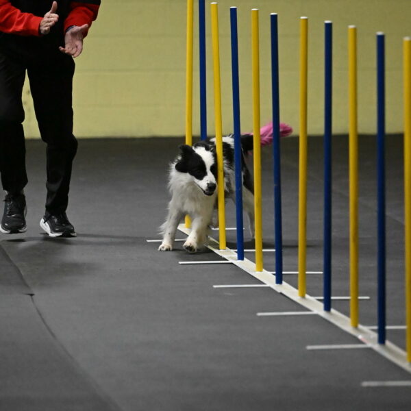 Hoopla-Solinger-02102