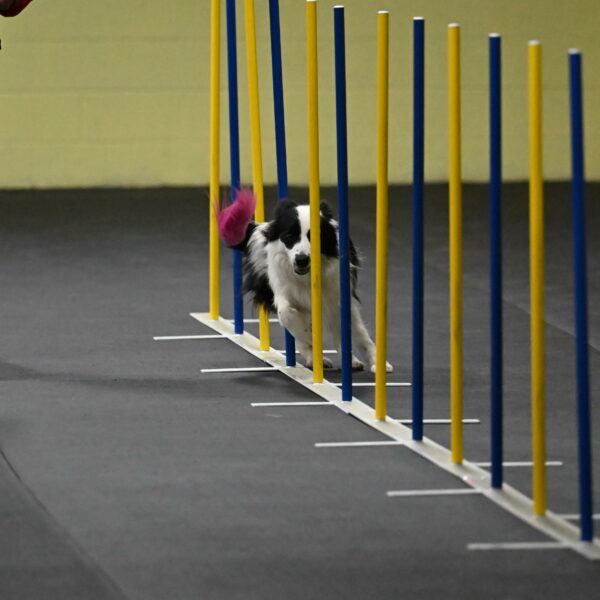 Hoopla-Solinger-02108