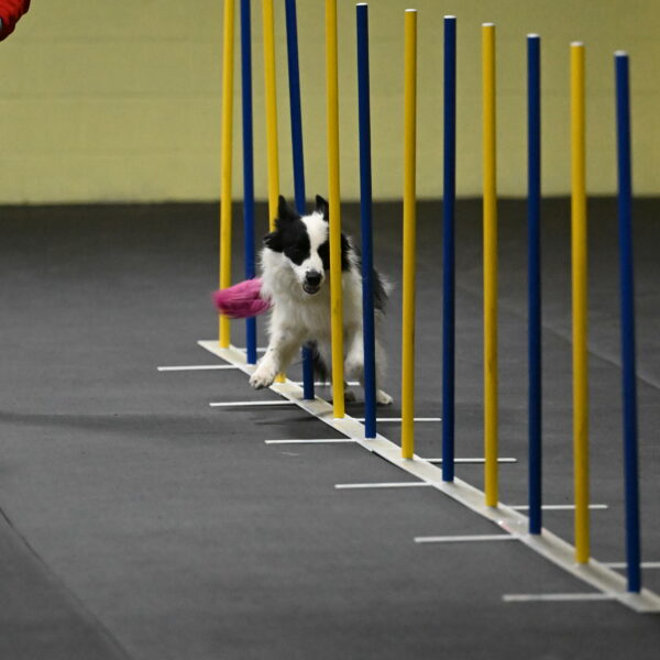 Hoopla-Solinger-02109