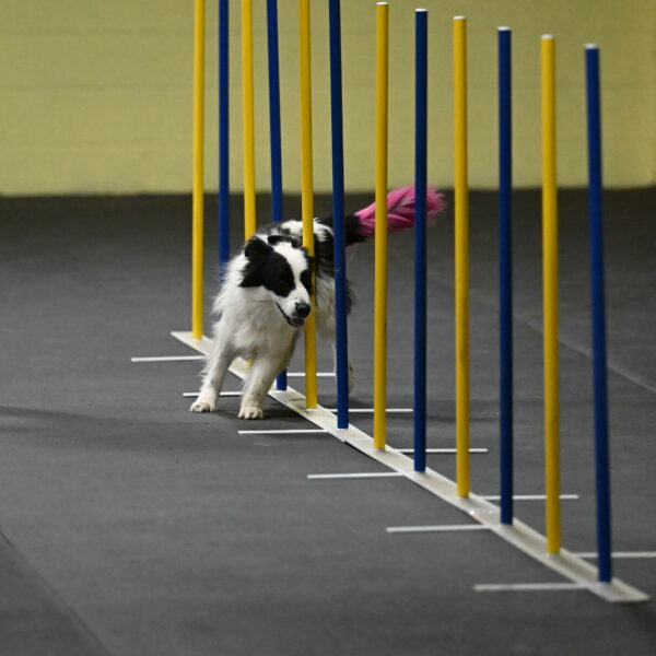 Hoopla-Solinger-02110