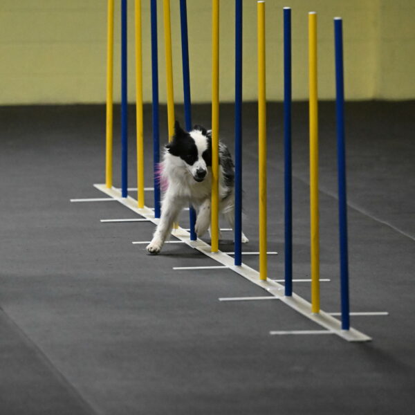 Hoopla-Solinger-02116