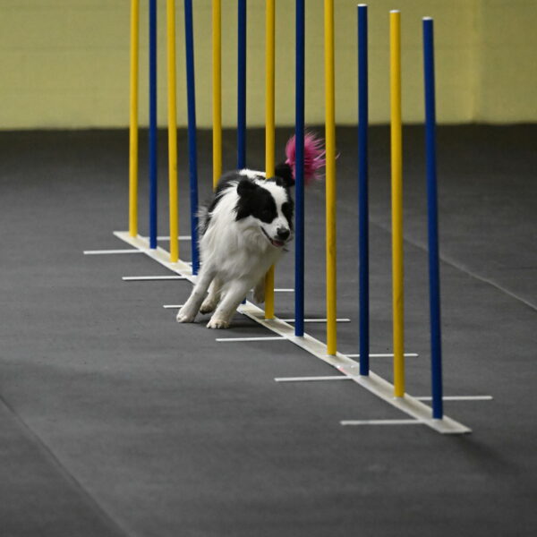 Hoopla-Solinger-02118